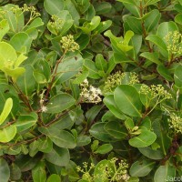 Syzygium caryophyllatum (L.) Alston